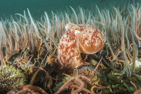 Curled octopus (Eledone cirrhosa) amongst a horse mussel bed (Modiolus modiolus) Shetland