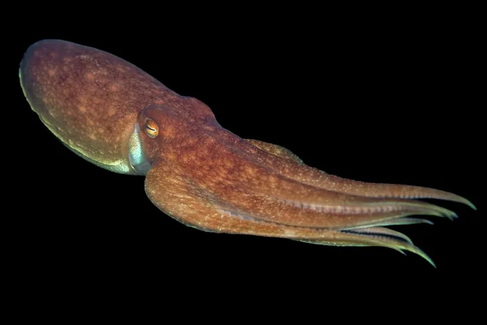 Framed Print : Curled octopus (Eledone cirrhosa) swimming at night in open water, Lizard Peninsula, Cornwall, UK, Atlantic Ocean Framed Print : Curled octopus (Eledone cirrhosa) swimming at night in open water, Lizard Peninsula, Cornwall, UK, Atlantic Ocean