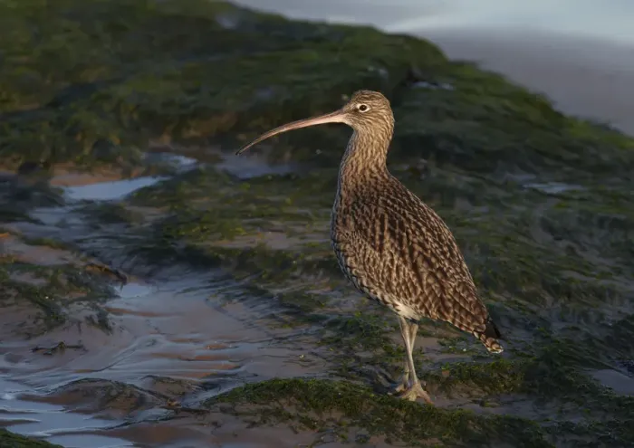 Framed Print : Curlew (Numenius arquata) on beach, Wirral, England, UK, December Framed Print : Curlew (Numenius arquata) on beach, Wirral, England, UK, December