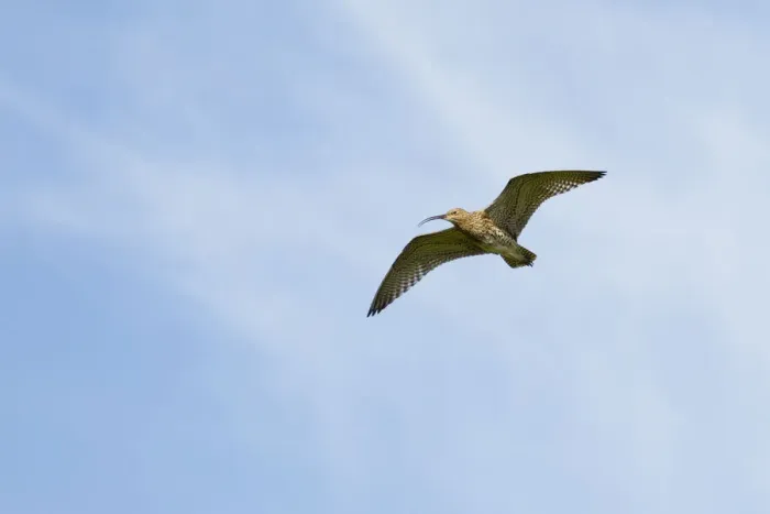 Framed Print : Curlew (Numenius arquata) in flight, Peak District NP, UK, June 2011