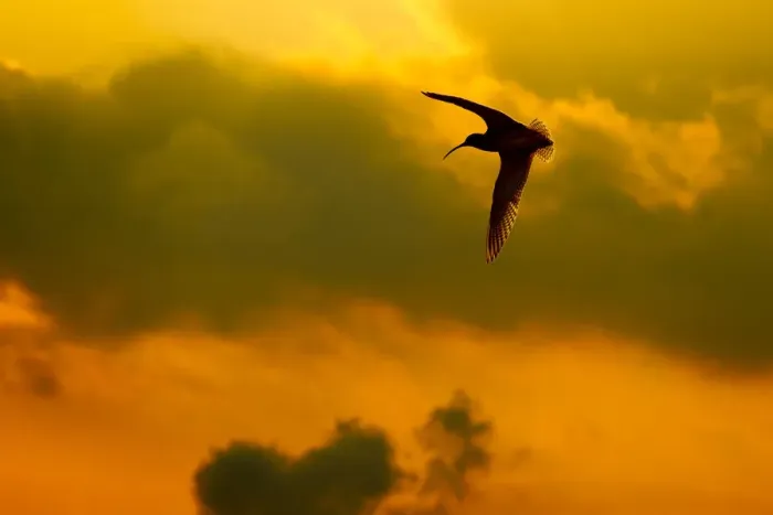 Framed Print : Curlew (Numenius arquata) in flight at dusk, Peak District NP, UK, March 2011 Framed Print : Curlew (Numenius arquata) in flight at dusk, Peak District NP, UK, March 2011