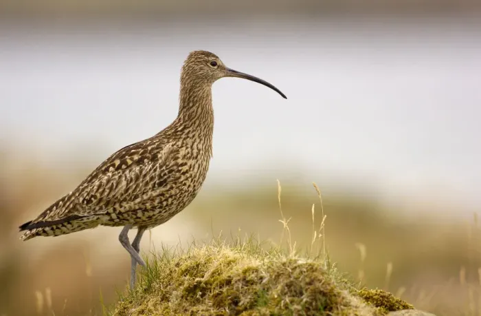 Framed Print : Curlew (Numenius arquata) on a grassy mound, Shetland Islands, Scotland, UK, July
