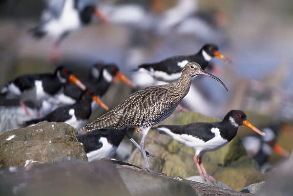 Curlew (Numenius arquata) roosting at high tide amongst Oystercatchers {Haematopus