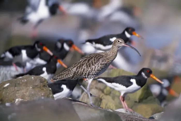 Framed Print : Curlew (Numenius arquata) roosting at high tide amongst Oystercatchers {Haematopus Framed Print : Curlew (Numenius arquata) roosting at high tide amongst Oystercatchers {Haematopus
