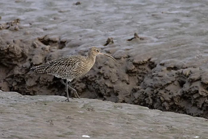 Framed Print : Curlew (Numenius arquata) walking over mud, Norfolk, England, UK. January Framed Print : Curlew (Numenius arquata) walking over mud, Norfolk, England, UK. January