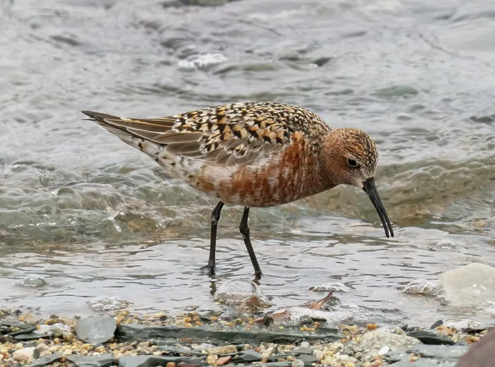 Framed Print : Curlew sandpiper (Calidris ferruginea) breeding plumage, feeding on the shoreline, Tana fjord, Finnmark, Norway. June Framed Print : Curlew sandpiper (Calidris ferruginea) breeding plumage, feeding on the shoreline, Tana fjord, Finnmark, Norway. June