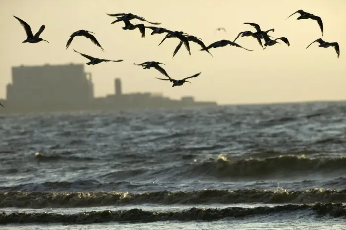 Framed Print : Curlews (Numenius arquata) flying into roost with Hinkley point, Nuclear power station Framed Print : Curlews (Numenius arquata) flying into roost with Hinkley point, Nuclear power station