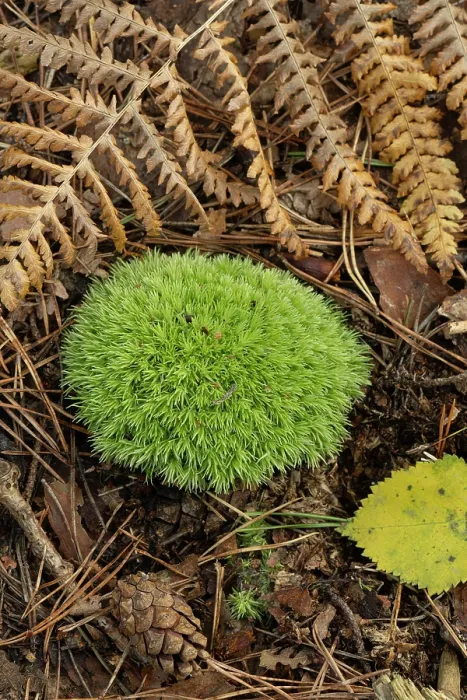 Framed Print : Cushion moss (Leucobryum glaucum) growng on forest floor, Surrey, England, UK. September Framed Print : Cushion moss (Leucobryum glaucum) growng on forest floor, Surrey, England, UK. September