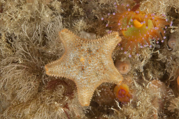 Cushion Star (Asterina gibbosa) L Etac, Sark, British Channel Islands