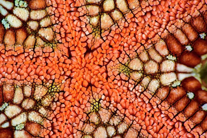 Framed Print : Cushion star (Culcita novaeguineae), detail, Triton Bay, West Papua, Indonesia, Pacific Ocean Framed Print : Cushion star (Culcita novaeguineae), detail, Triton Bay, West Papua, Indonesia, Pacific Ocean