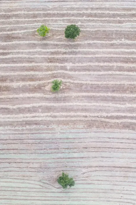 Framed Print : Cut agricultural field with scattered trees, aerial view. Hornillastra, Merindad de Sotoscueva Framed Print : Cut agricultural field with scattered trees, aerial view. Hornillastra, Merindad de Sotoscueva
