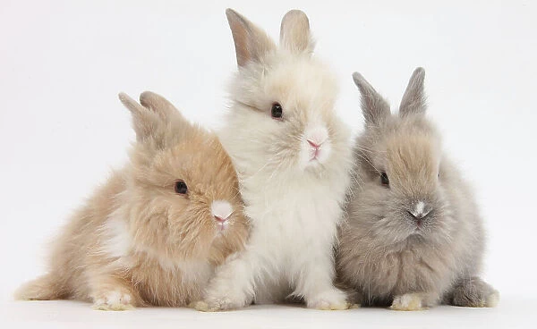 Three cute baby Lionhead bunnies in a row