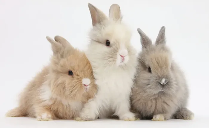 Framed Print : Three cute baby Lionhead bunnies in a row Framed Print : Three cute baby Lionhead bunnies in a row