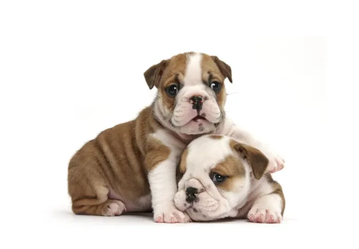 Framed Print : Two cute bulldog pups, 5 weeks, against white background Framed Print : Two cute bulldog pups, 5 weeks, against white background