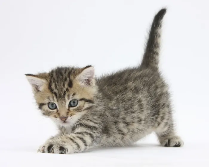 Framed Print : Cute playful tabby kitten, Stanley, 6 weeks old Framed Print : Cute playful tabby kitten, Stanley, 6 weeks old