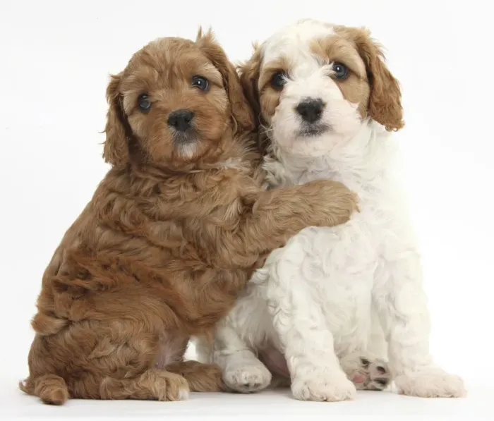 Framed Print : Cute red and red-and-white Cavapoo puppies, 5 weeks, hugging, against white background