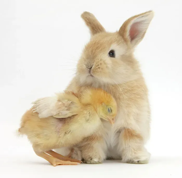 Framed Print : Cute sandy rabbit and yellow bantam chick, against white background Framed Print : Cute sandy rabbit and yellow bantam chick, against white background