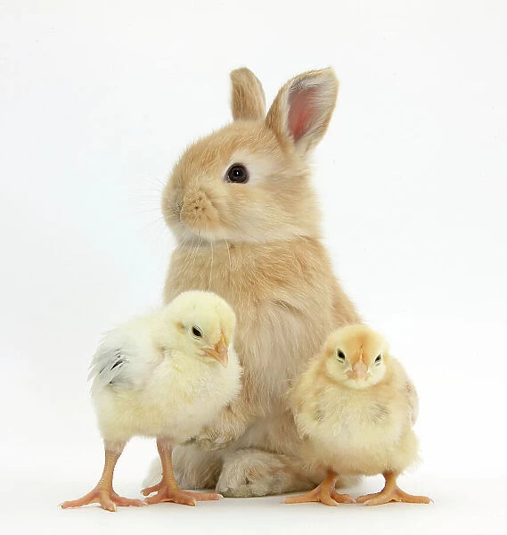 Cute sandy rabbit and yellow bantam chicks, against white background