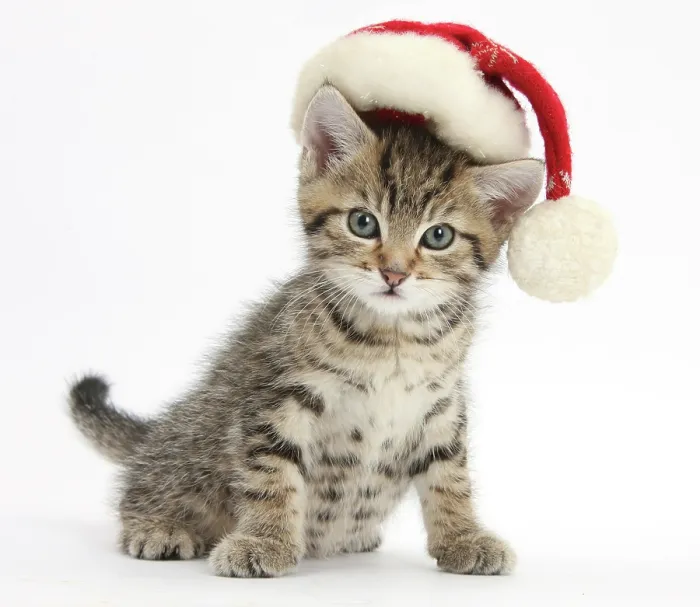 Framed Print : Cute tabby kitten, Fosset, 7 weeks, wearing a Father Christmas hat, against white background Framed Print : Cute tabby kitten, Fosset, 7 weeks, wearing a Father Christmas hat, against white background