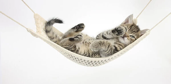 Cute tabby kitten, Stanley, 7 weeks old, lying in a hammock
