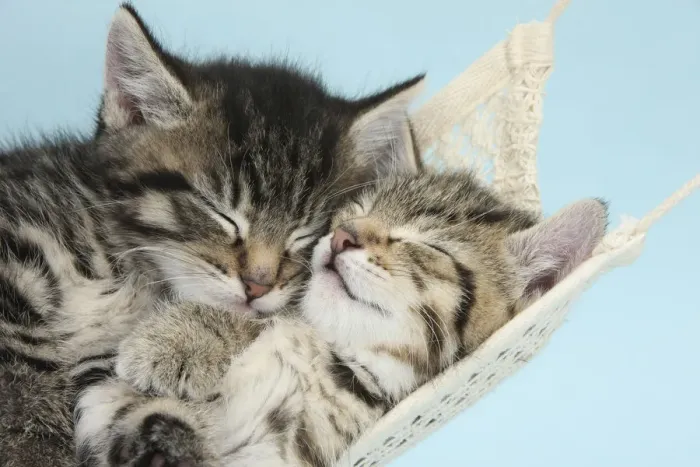Framed Print : Two cute tabby kittens asleep in a hammock Framed Print : Two cute tabby kittens asleep in a hammock