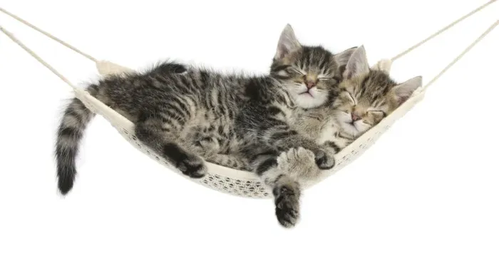 Framed Print : Two cute tabby kittens, Stanley and Fosset, 7 weeks, sleeping in a hammock Framed Print : Two cute tabby kittens, Stanley and Fosset, 7 weeks, sleeping in a hammock