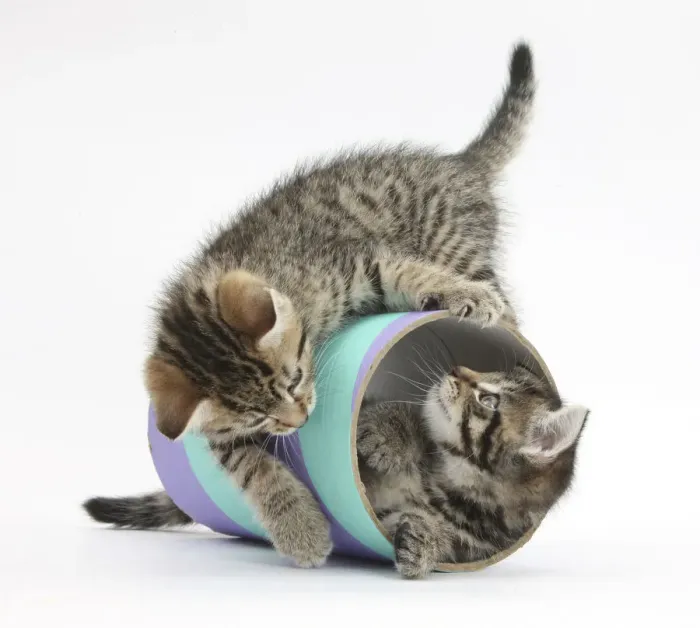 Framed Print : Two cute tabby kittens, Stanley and Fosset, 7 weeks, playing with a tube Framed Print : Two cute tabby kittens, Stanley and Fosset, 7 weeks, playing with a tube