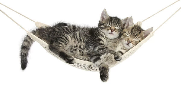 Two cute tabby kittens, Stanley and Fosset, 7 weeks, sleeping in a hammock