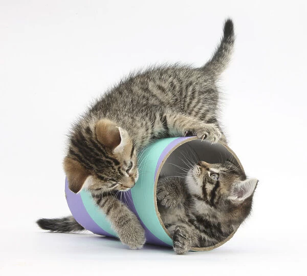Two cute tabby kittens, Stanley and Fosset, 7 weeks, playing with a tube