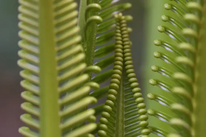 Framed Print : Cycad palm leaves, Raja Ampat, Western Papua, Indonesian New Guinea Framed Print : Cycad palm leaves, Raja Ampat, Western Papua, Indonesian New Guinea