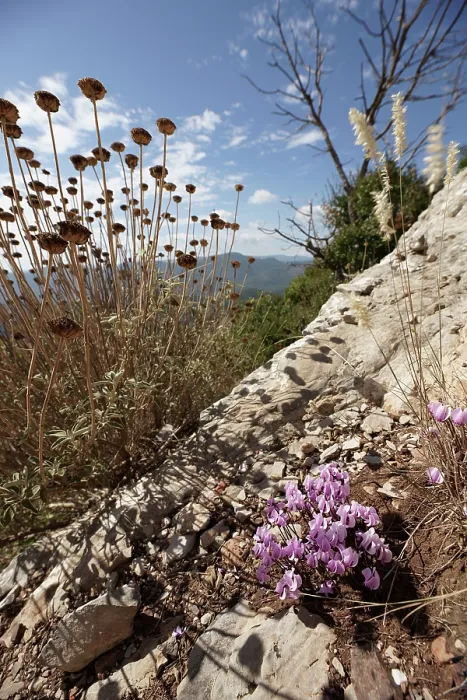Framed Print : Cyclamen (Cyclamen graecum) in flower on rocks among seedheads and dry grasses on slopes of Mount Ithomi, Peloponnese, Greece. October Framed Print : Cyclamen (Cyclamen graecum) in flower on rocks among seedheads and dry grasses on slopes of Mount Ithomi, Peloponnese, Greece. October