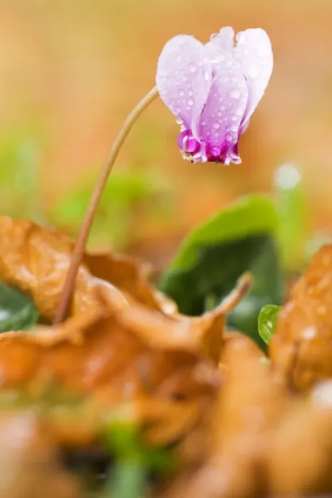 Framed Print : Cyclamen in flower covered in water droplets, Pollino National Park, Basilicata, Italy Framed Print : Cyclamen in flower covered in water droplets, Pollino National Park, Basilicata, Italy