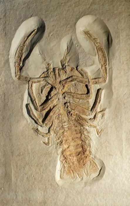 Framed Print : Cyclerion propinquus fossil, extinct genus of decapod crustaceans, epifaunal carnivores which lived during the Jurassic period. May, 2023 Framed Print : Cyclerion propinquus fossil, extinct genus of decapod crustaceans, epifaunal carnivores which lived during the Jurassic period. May, 2023