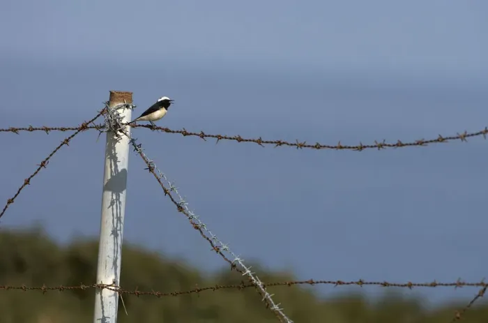 Framed Print : Cyprus pied wheatear (Oenanthe cypriaca) perched on barbed wire singing, Northern Cyprus Framed Print : Cyprus pied wheatear (Oenanthe cypriaca) perched on barbed wire singing, Northern Cyprus