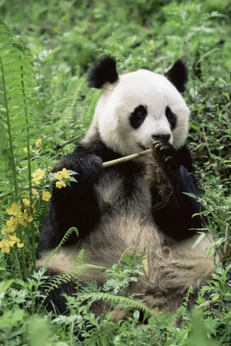 Framed Print : D - Giant panda {Ailuropoda melanoleuca} Wolong NR, Qionglai mts, Sichuan, China Framed Print : D - Giant panda {Ailuropoda melanoleuca} Wolong NR, Qionglai mts, Sichuan, China
