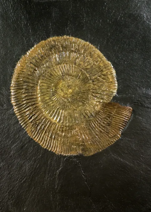 Framed Print : Dactylioceras, widespread genus of ammonites, index fossil from the Lower Jurassic period. May, 2023 Framed Print : Dactylioceras, widespread genus of ammonites, index fossil from the Lower Jurassic period. May, 2023