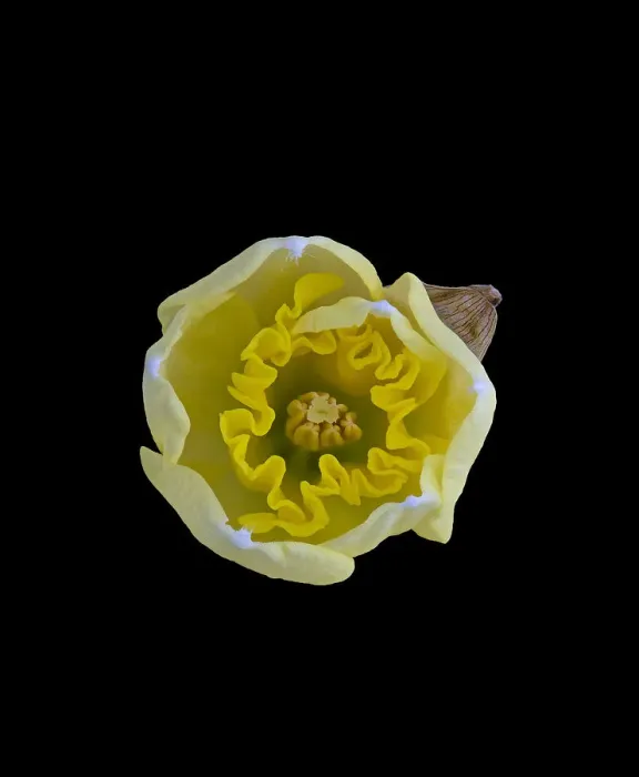 Framed Print : Daffodil (Narcissus sp) opening, view from above. Focus stacked