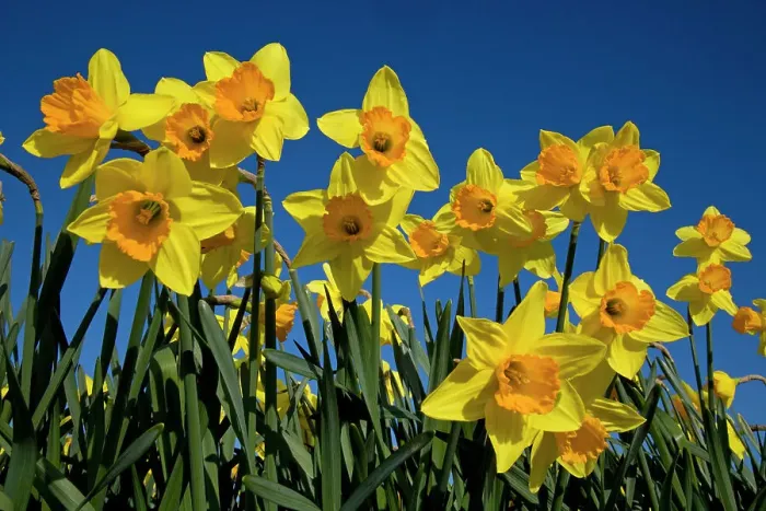 Framed Print : Daffodils (Narcissus sp) grown for the commercial market, Happisburgh, Norfolk, UK, March Framed Print : Daffodils (Narcissus sp) grown for the commercial market, Happisburgh, Norfolk, UK, March