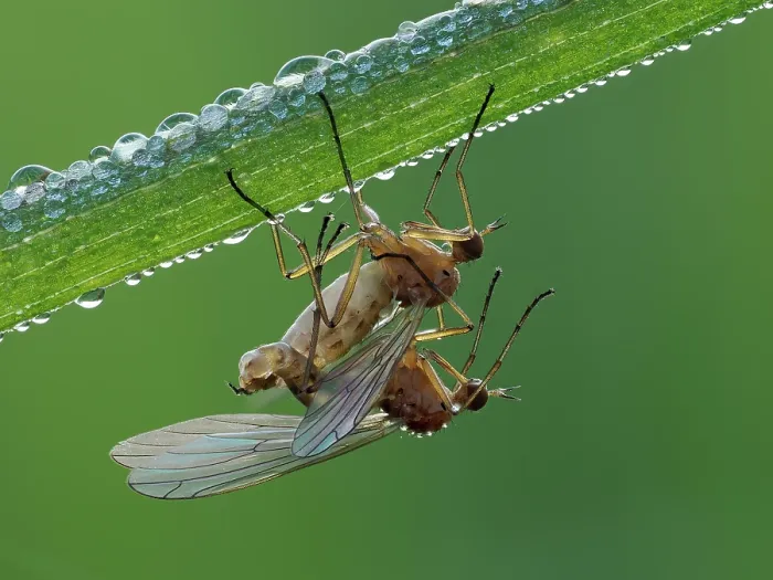 Framed Print : Dagger flies (Empis livida) pair mating at dawn with dew, Hertfordshire, England, UK. May. Focus stacked Framed Print : Dagger flies (Empis livida) pair mating at dawn with dew, Hertfordshire, England, UK. May. Focus stacked