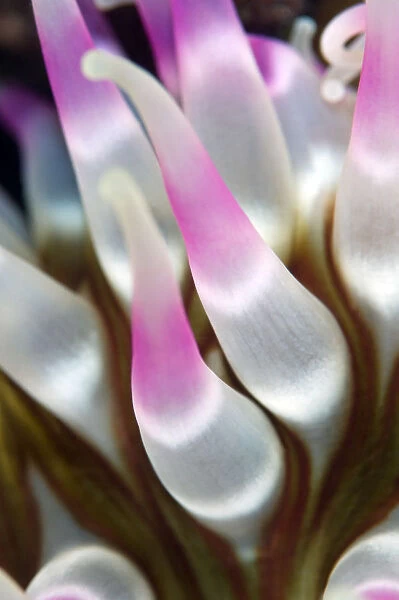 Dahlia anemone (Urticina felina) close-up of tentacles, Saltstraumen, Bod, Norway