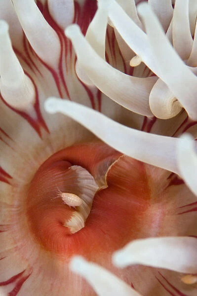 Dahlia anemone (Urticina felina) close-up, with an Amphipod, Saltstraumen, Bod, Norway
