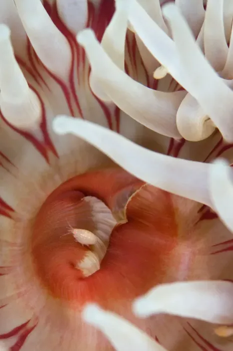Framed Print : Dahlia anemone (Urticina felina) close-up, with an Amphipod, Saltstraumen, Bod, Norway