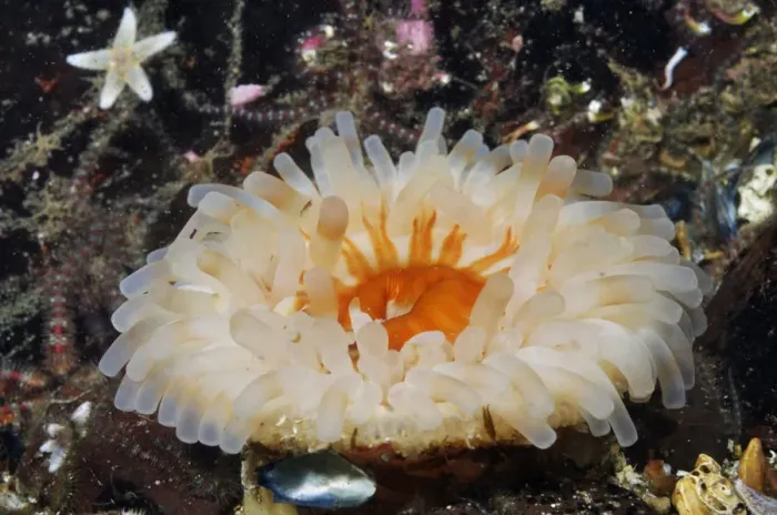 Framed Print : Dahlia anemone (Urticina felina  /  Tealia Felina), on bed of Common brittlestars