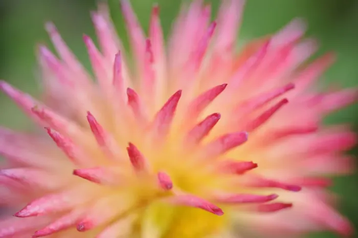 Framed Print : Dahlia cultivar {Dahlia sp} abstract close up of petal formation, UK Framed Print : Dahlia cultivar {Dahlia sp} abstract close up of petal formation, UK