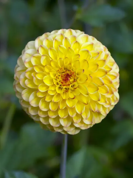 Framed Print : Dahlia Sunny boy flower in summer border Framed Print : Dahlia Sunny boy flower in summer border