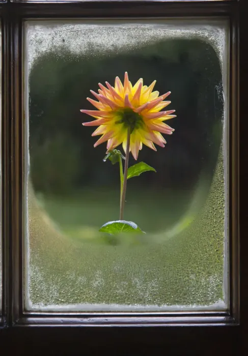 Framed Print : Dahlias in flower, seen through foggy cottage window, Ringshall, Hertfordshire, England Framed Print : Dahlias in flower, seen through foggy cottage window, Ringshall, Hertfordshire, England