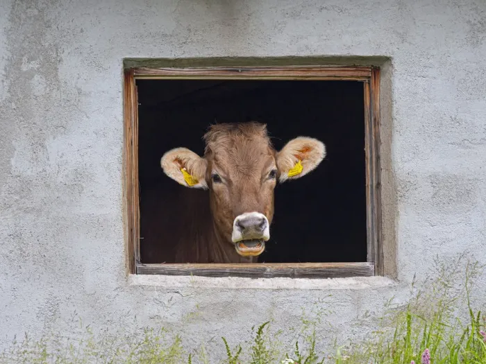 Framed Print : Dairy cow looking out of shed window, Seiser Alm, Dolomites plateau, South Tyrol, Italy Framed Print : Dairy cow looking out of shed window, Seiser Alm, Dolomites plateau, South Tyrol, Italy