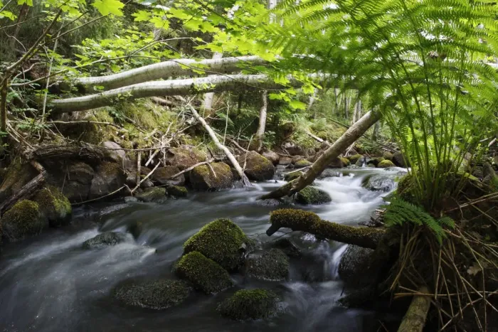 Framed Print : Dala river, where Brown trout (Salmo trutta) live, flowing through wood with fallen Framed Print : Dala river, where Brown trout (Salmo trutta) live, flowing through wood with fallen
