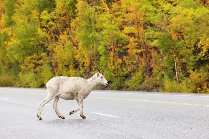 Framed Print : Dall sheep (Ovis dalli) crossing a road, Matanuska Glacier, Alaska, USA. September Framed Print : Dall sheep (Ovis dalli) crossing a road, Matanuska Glacier, Alaska, USA. September