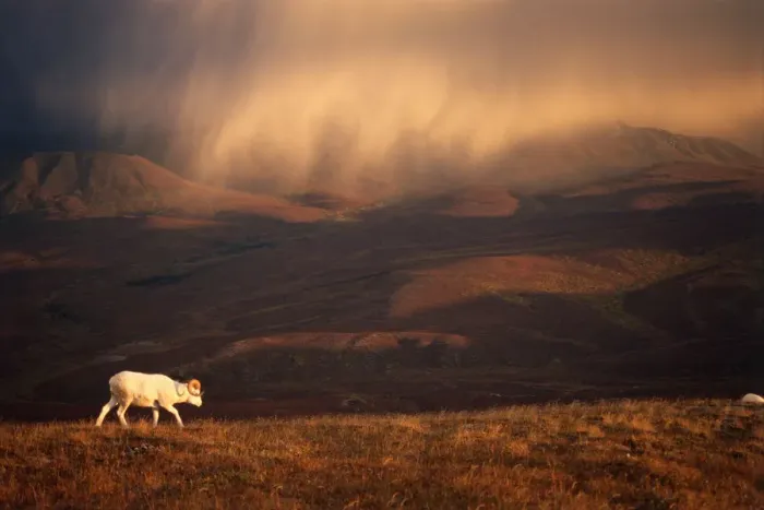 Framed Print : Dall sheep (Ovis dalli) solitary animal at sunset with a storm moving across the sky